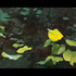 20111030182745-between_wind_and_water