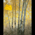 20111030183331-specious_view