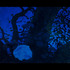 20111030183415-compliment_for_vision