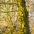 20111030183522-secrets_to_the_wind