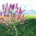 20111031173144-flowerhighrez