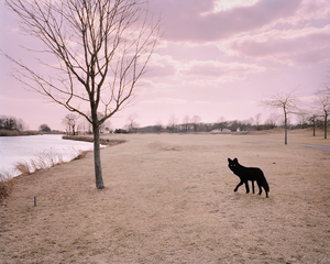 Wolf,Chris Rodriguez