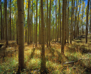 “Fall Grove”,Andrew Johnson