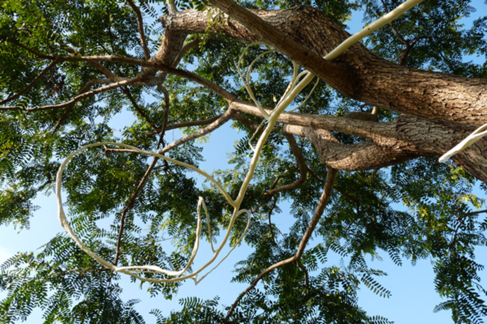 20111106115559-bonebranchdetail3
