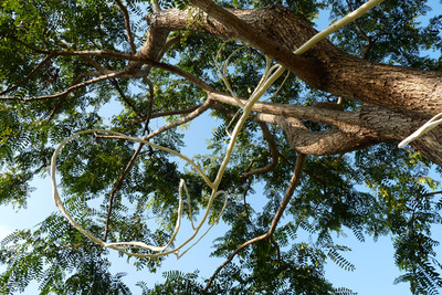 20111106115559-bonebranchdetail3