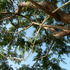 20111106115559-bonebranchdetail3