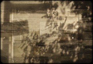 Tree Shadows 3,Daniele Kelly