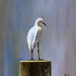 20111107114310-butterflyduck_050-1
