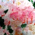 20111108035036-dscn7416
