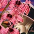 20111112182252-pink-a-boow