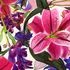 20111112235459-pink_flowers_1