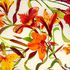 20111112235839-orange_flowers_1