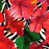 20111112235955-red_flowers_1