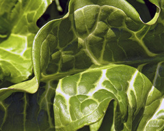 Debra_kayata_arum_italicum