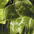 Debra_kayata_arum_italicum