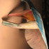 20111121132825-rebecca_aidlin
