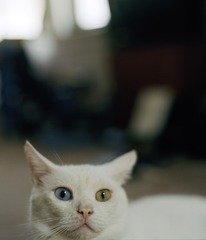 20111123085646-6c_katze__c-print__2011__c__sara-lena_maierhofer