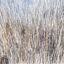 20111125060054-breda16