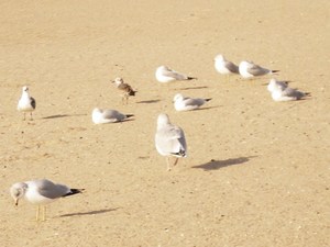 20111126164841-rscn5653
