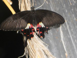 20120221184704-dscn6052