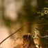 20111127003918-oldsummerpalace11