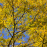 20111127114833-autumn