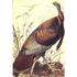 20111127174927-audubon--national-treasures_0_1