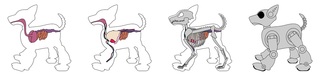 ANATOMY DOG,France Cadet