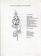 Anatomie du Plombivore,France Cadet
