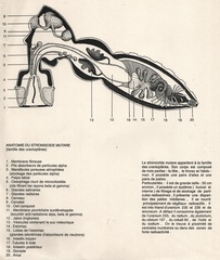 Anatomie du Stronsiode Mutare,France Cadet