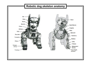 Robotic dog skeleton anatomy,France Cadet
