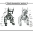 20111129234433-dog_skeleton_08