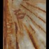 20111130101028-mo_cox_refelections