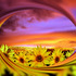 20111201063611-sunflower_fields