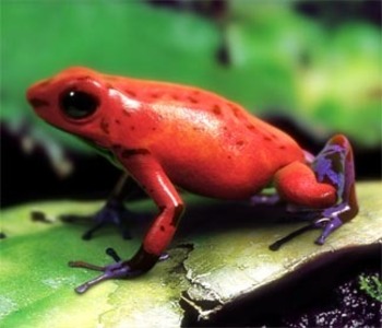 Froggie