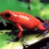 Froggie