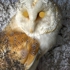 Helensearspot042_m
