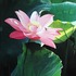 20111209201728-lotus_beesmall