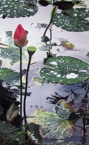 20111209202011-lotus_waterlilliessmall