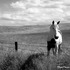 20111210123631-kernville_run_2011_207_bw_small