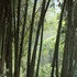 20111210172423-indonesiabamboosmall