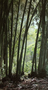 20111210172423-indonesiabamboosmall