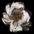 Flower_13bl0_card