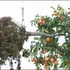 Cp-ruggirello-01n