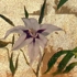 Flower_on_gold_leaf-_2006__2_