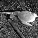 20111214134639-deadbirds37