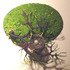 20111217074438-bird_nest_no