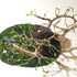 20111217075528-bird_nest_no
