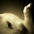 20111218085304-axaxaxaxaxax