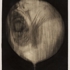 Evertscjballoon